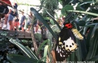 Wild Animal Park Butterfly Exhibit